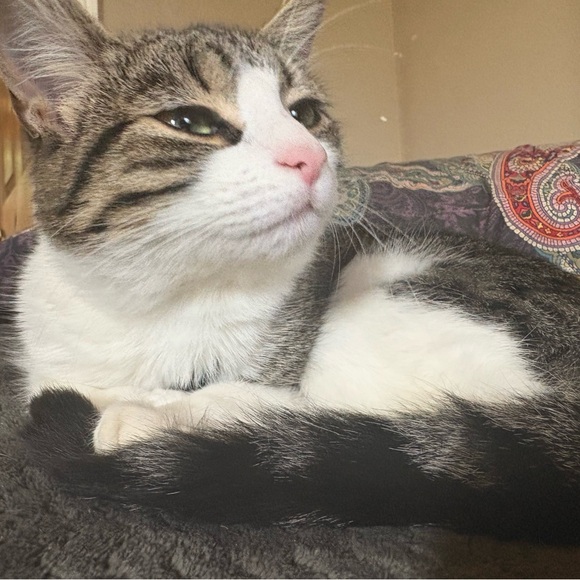 PET FRIENDLY - Picture 2 of 6